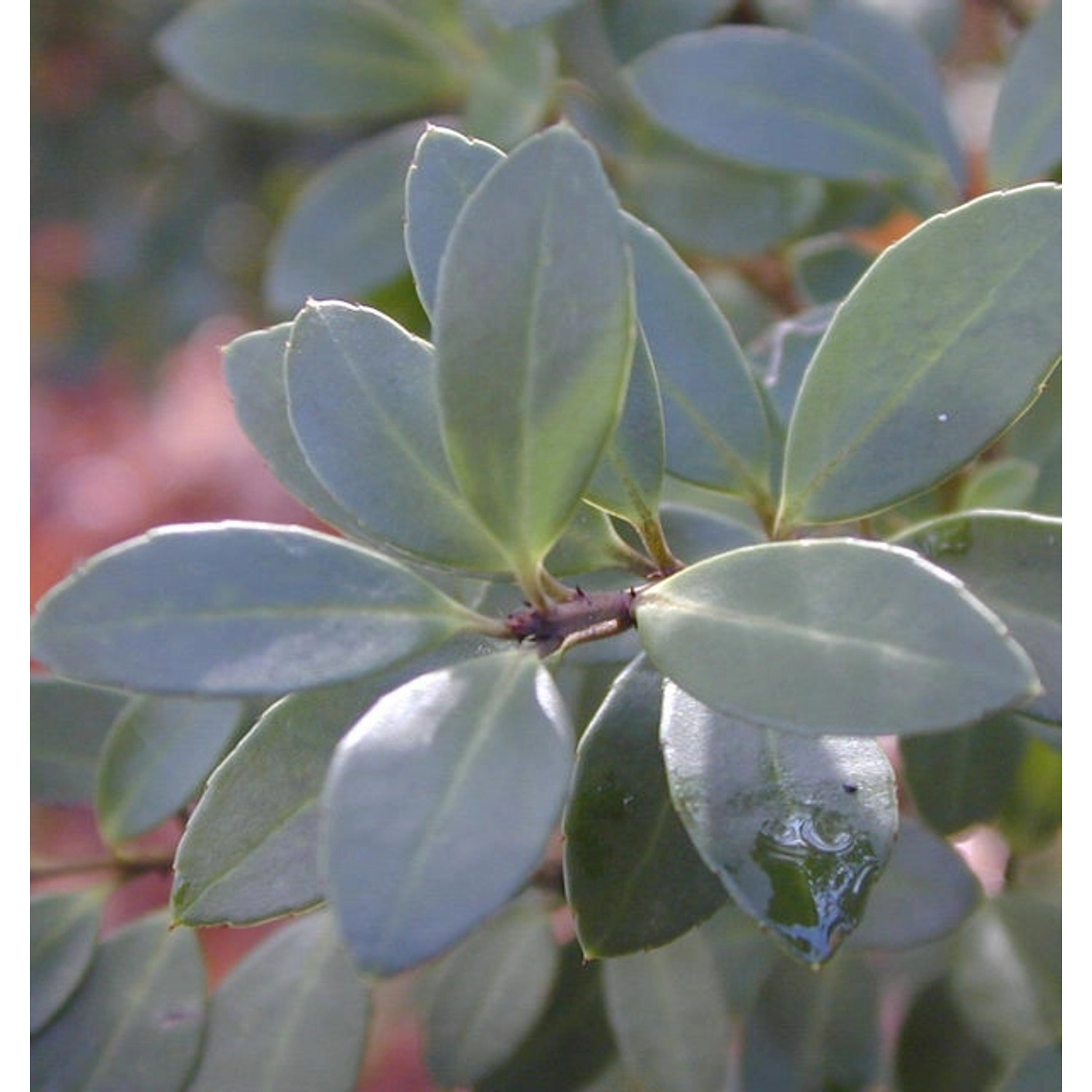 Hochstamm Rundblättriger Berg-Ilex 60-80cm - ilex crenata Rotundifolia günstig online kaufen