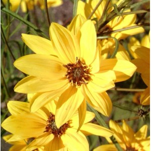 Nahaufnahme der gelben Blüten der Weidenblättrigen Sonnenblume (Helianthus salicifolius).