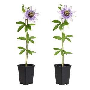Exotenherz Kletterpflanzen Passionsblume Passiflora Damsels Delight 2er Set 11cm Topf