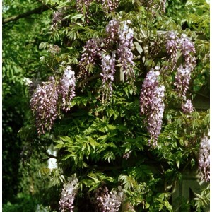 Blühender, niedriger Blauregen Shiro Beni (Wisteria sinensis) mit rosa-weißen Blüten an Rankgerüst.