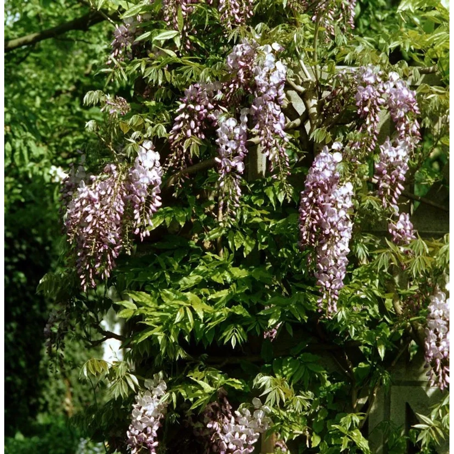 Niedriger Blauregen Shiro Beni 60-80cm - Wisteria sinensis