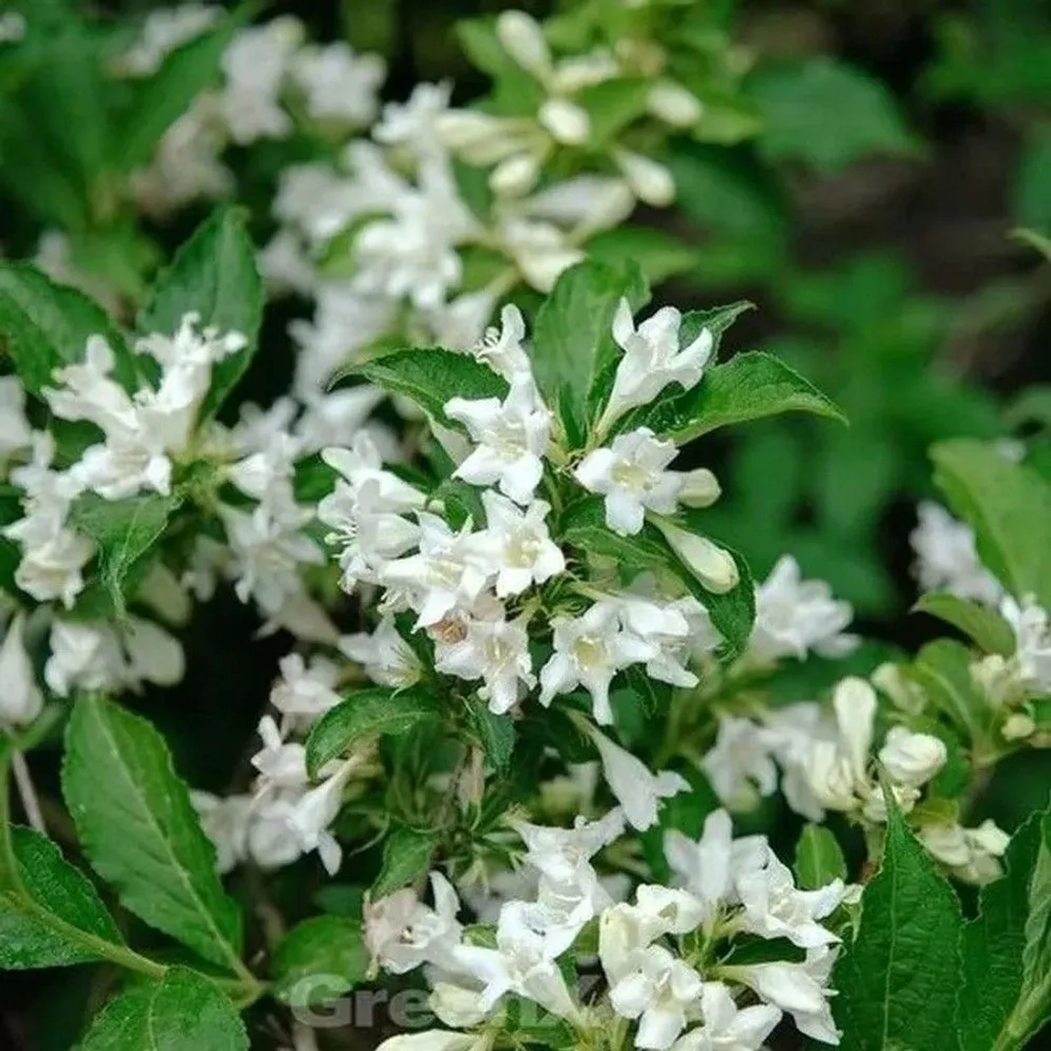 Weigelie Candida 80-100cm - Weigela