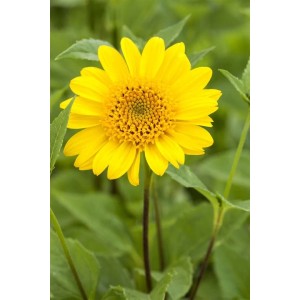 Leuchtend gelbe Stauden Sonnenblume 'Meteor' im Topf, ca. 11x11 cm.