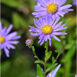 Nahaufnahme der lila Sommeraster Breslau (Aster alpinus) mit gelber Mitte.