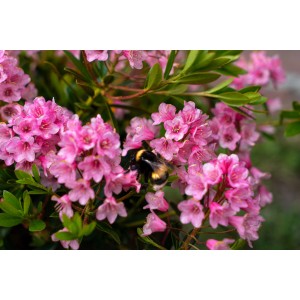 Rosa Rhododendron Nugget by Bloombux® mit Hummel an Blüte.