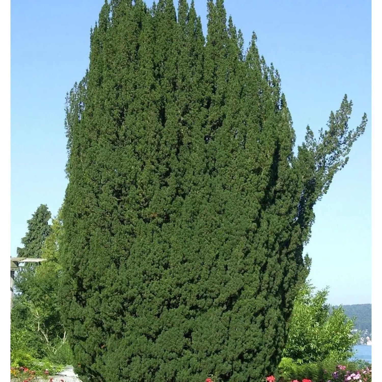 Grüne Säuleneibe 90-100cm - Taxus baccata Fastigiata