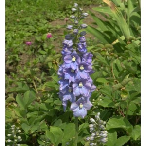 Blühender, hoher Rittersporn 'Merlin' (Delphinium elatum) im Garten, violette Blüten.