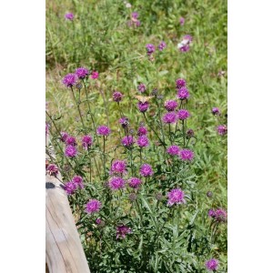 Blühende Centaurea Bella (Flockenblume) im 9x9 cm Topf, violette Blüten.