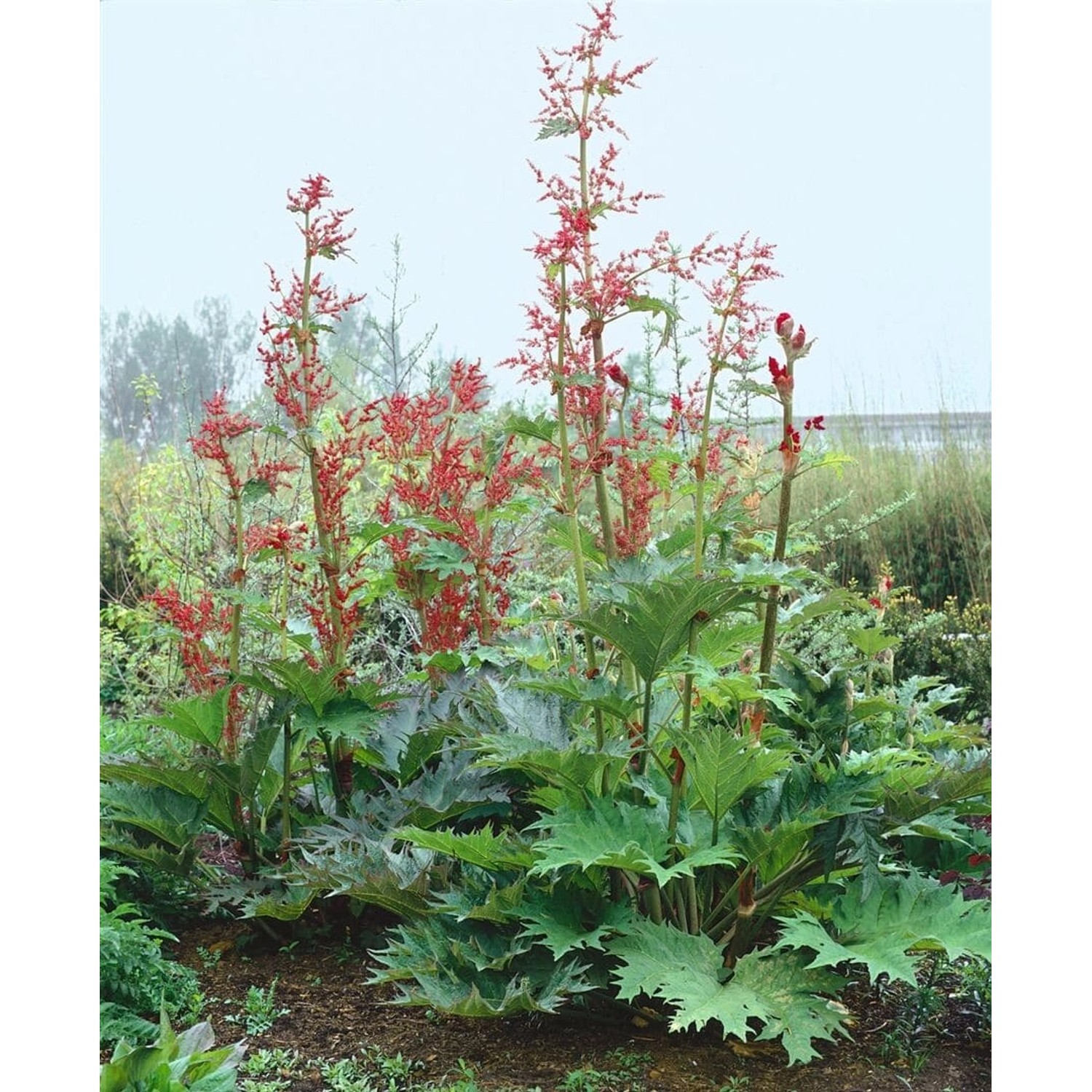 Rheum Palmatum Var.tanguticum Chinesischer Rhabarber Ca. 11x11 cm Topf günstig online kaufen