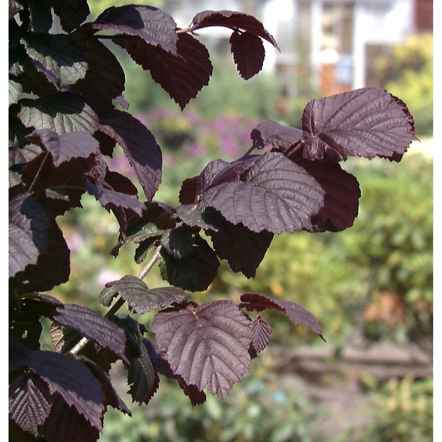 Großfrüchtige Waldhasel Rotblättrige Zellernuss 60-80cm - Corylus avellana günstig online kaufen