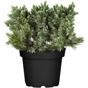 Blauer Zwerg-Wacholder 'Blue Star' im schwarzen Topf, ca. 10-20 cm hoch.
