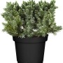 Blauer Zwerg-Wacholder 'Blue Star' im schwarzen Topf, ca. 10-20 cm hoch.