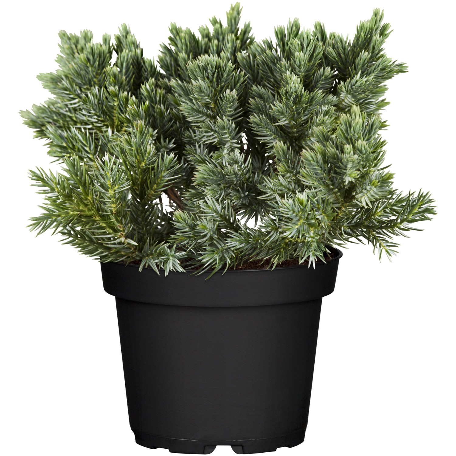 OBI Zwerg-Wacholder Blue Star Blau Höhe ca. 10 - 20 cm Topf ca. 5 l Juniperus