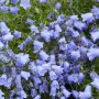 Nahaufnahme der blau blühenden Zwerg-Glockenblume 'Bavaria Blue' im 9x9 cm Topf.