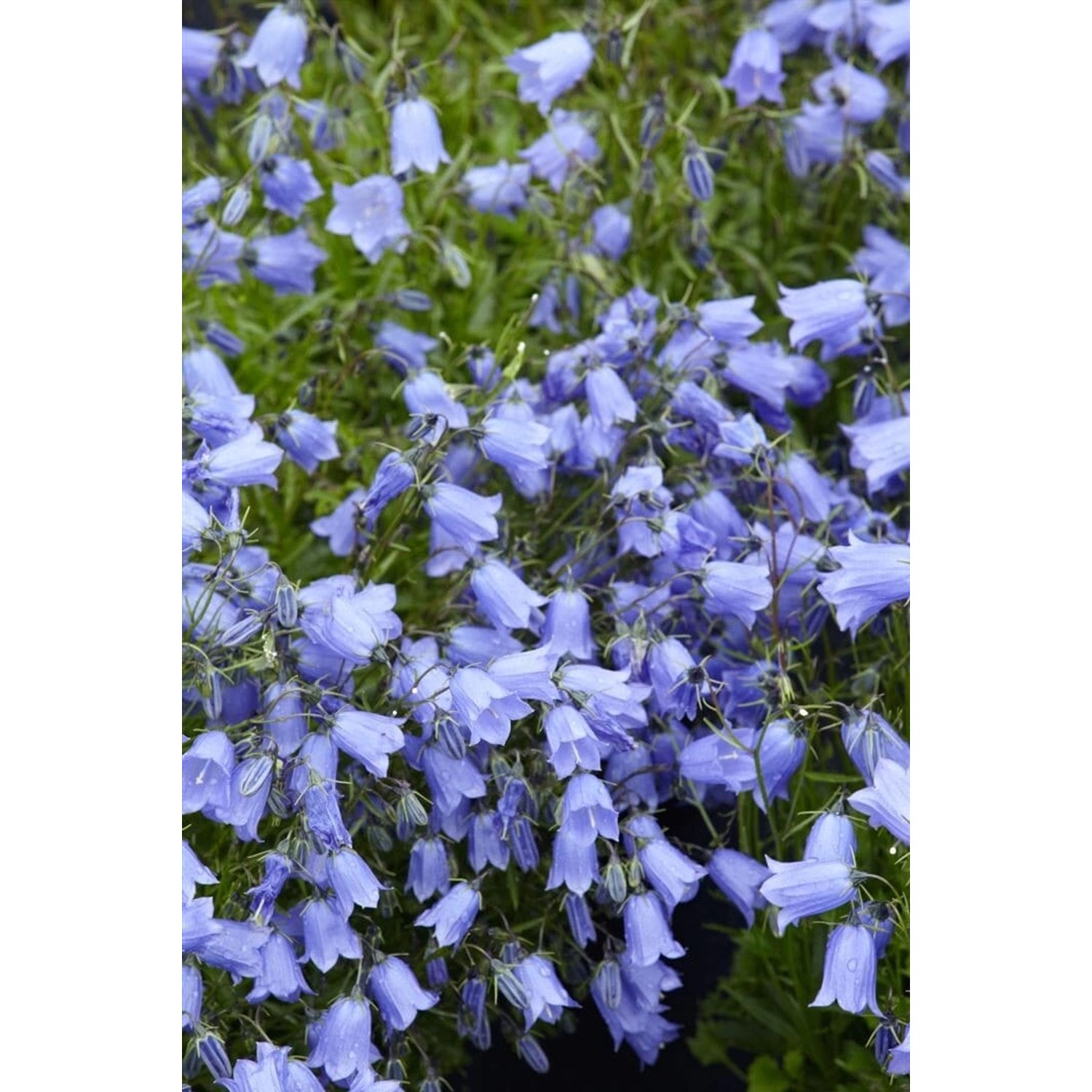 Campanula Cochleariifolia Bavaria Blue Zwerg Glockenblume Ca. 9x9 cm Topf günstig online kaufen
