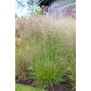 Goldtau Schmiele (Deschampsia) mit goldgelben Blüten im Gartenbeet.