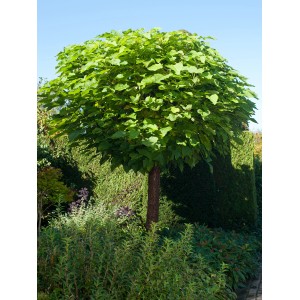 Kugeltrompetenbaum (Catalpa) von GROW by OBI, ca. 110cm hoch, mit grüner Krone im Garten.