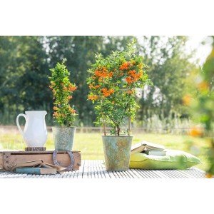 Zwei Feuerdorn 'Orange Glow' Pflanzen mit leuchtend orangefarbenen Beeren in Töpfen.