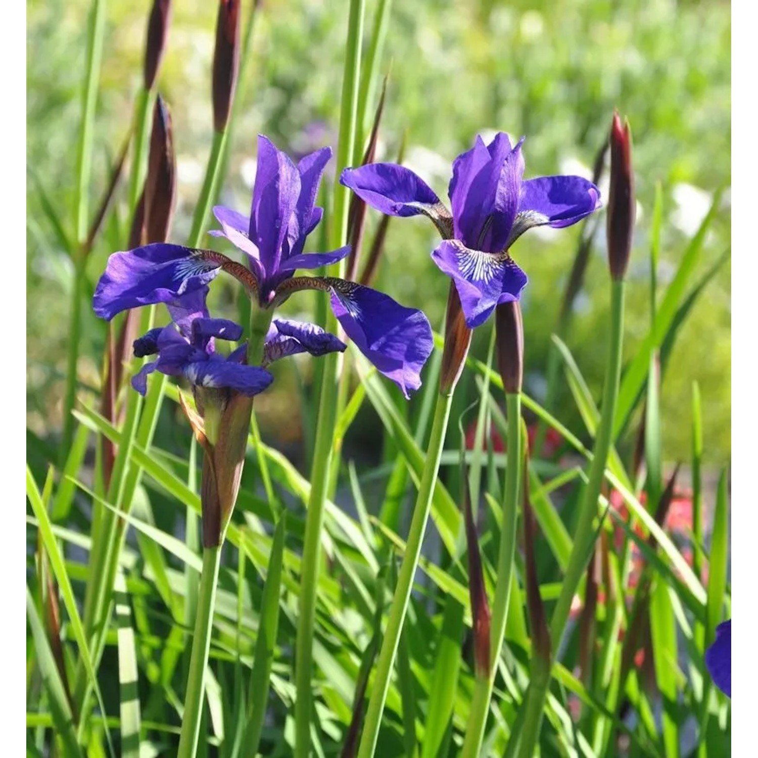 Sibirische Wieseniris Niklas Sea - Iris sibirica