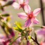 Nahaufnahme: Rosa Blüten der Prunus Okame Zierkirsche am Baum.