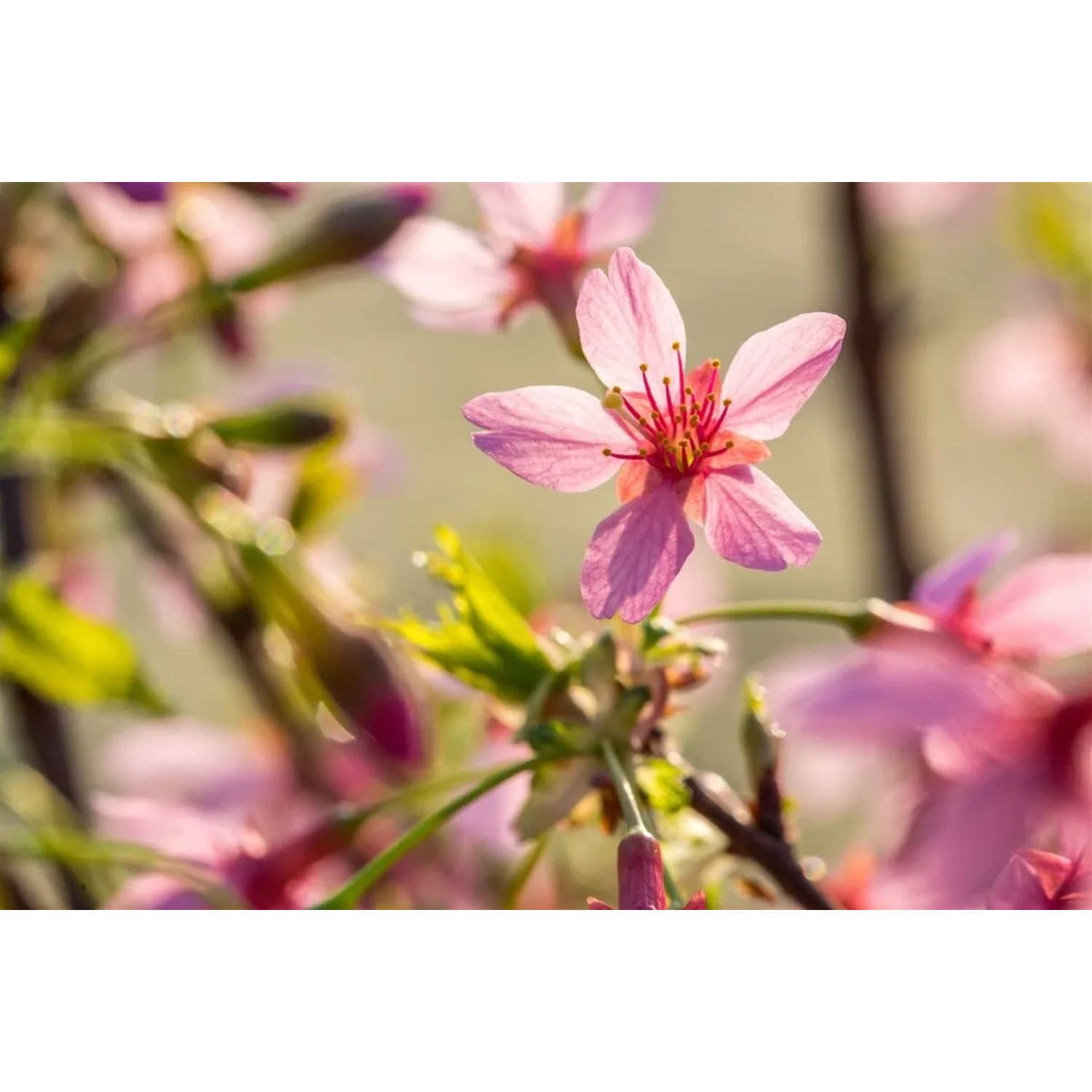 Nahaufnahme: Rosa Blüten der Prunus Okame Zierkirsche am Baum.