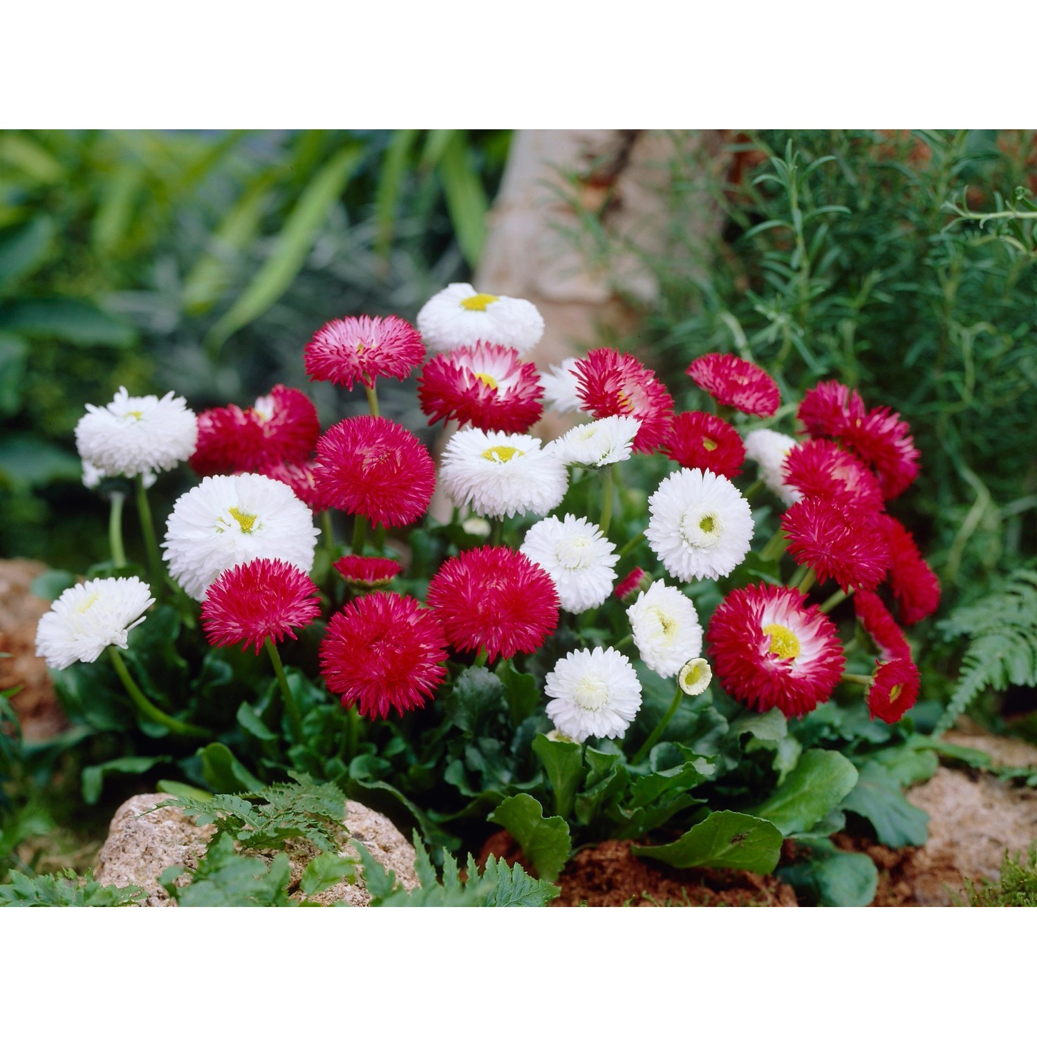 Tausendschön verschiedene Farben TopfØ ca. 11 cm Bellis kaufen bei OBI