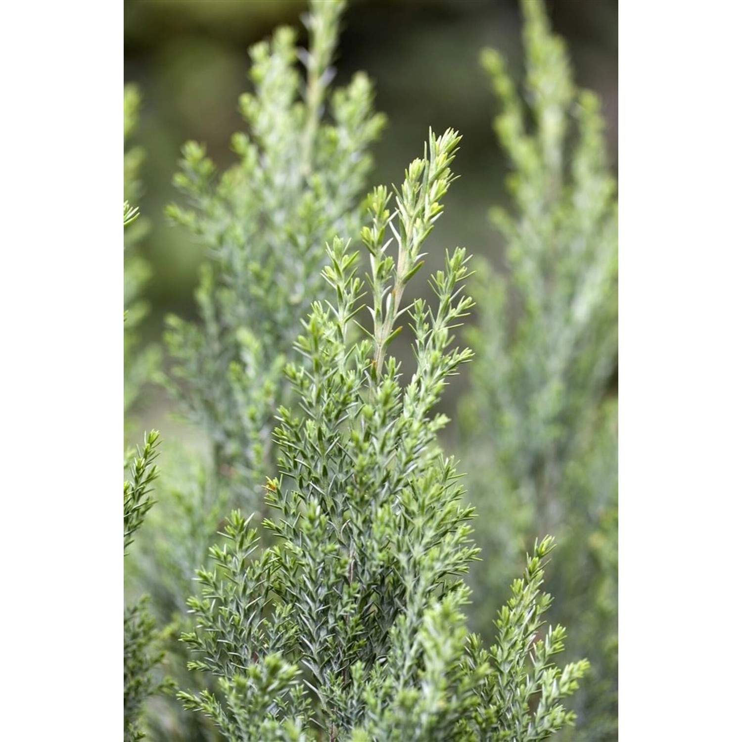 Chamaecyparis Lawsoniana Ellwoodii Blaue Scheinzypresse 30–40 cm günstig online kaufen