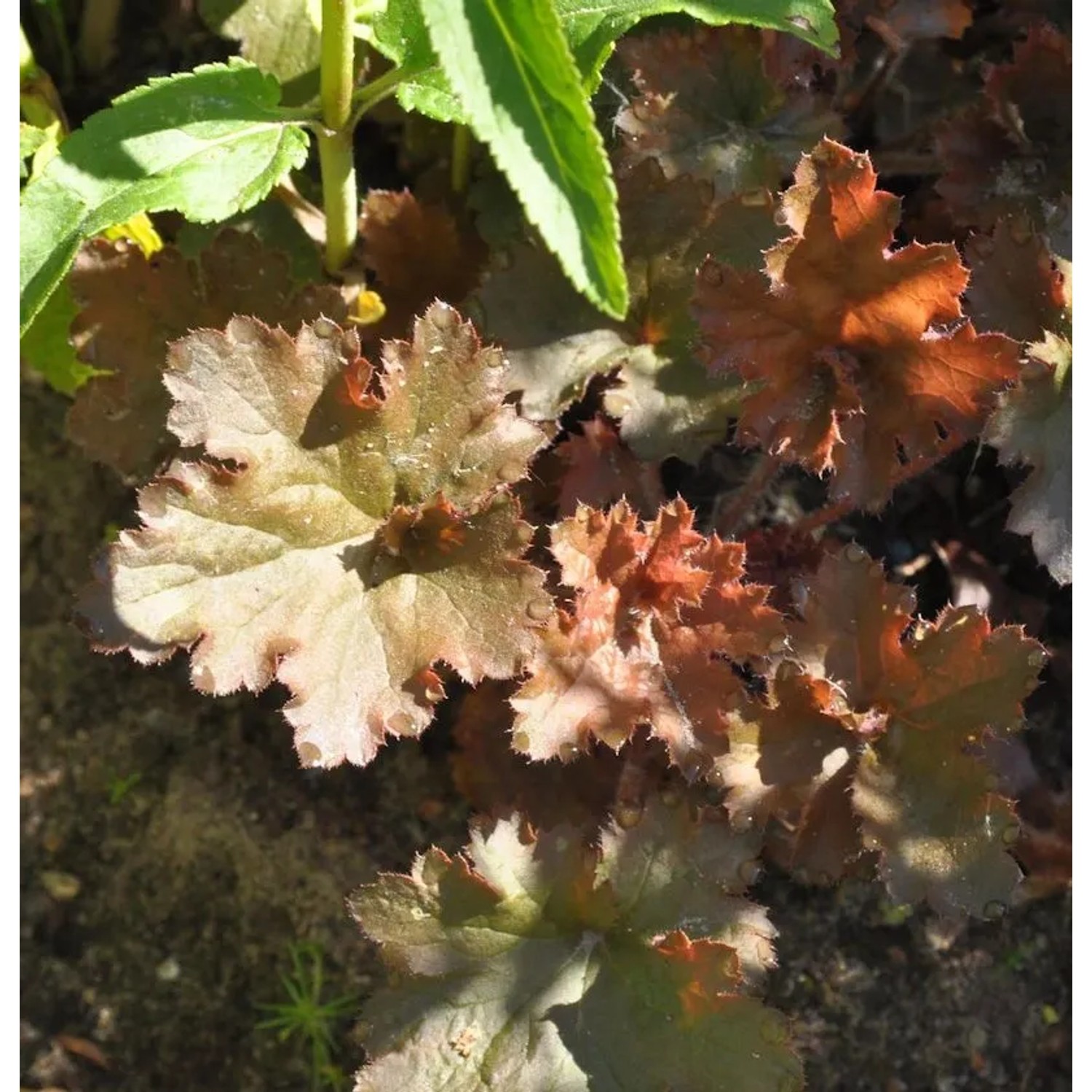 Purpurglöckchen Cappuccino - Heuchera micrantha