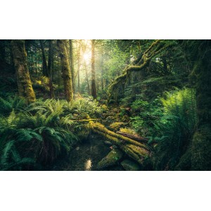 Vlies Fototapete „Elves Cathedral“ (450x280 cm): Waldlandschaft mit Bachlauf und üppigem Grün.