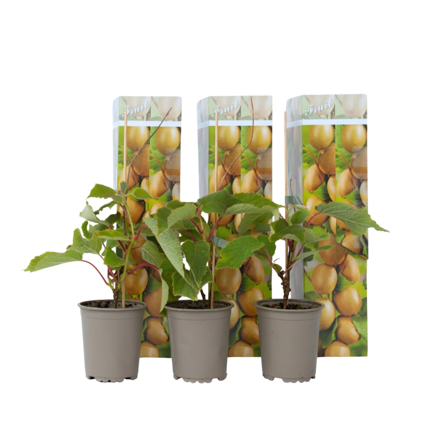 Plant In A Box Kiwipflanzen X3  Actinidia Deliciosa 'Jenny' Höhe 20cm Ø9 Grün