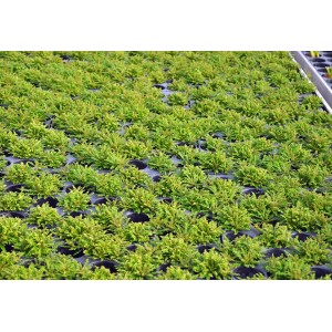 Dennerle Plants Pogostemon Helferi Aquariumpflanze in Anzuchtschalen, grüne Vordergrundpflanze.