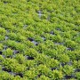 Dennerle Plants Pogostemon Helferi Aquariumpflanze in Anzuchtschalen, grüne Vordergrundpflanze.