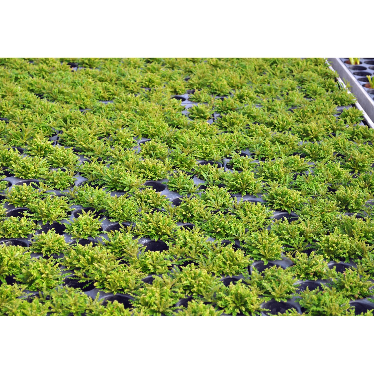 Dennerle Plants Pogostemon Helferi Aquariumpflanze in Anzuchtschalen, grüne Vordergrundpflanze.