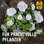 Hortensie mit COMPO Vital Dünger für Rhododendren und Hortensien, 1 kg.