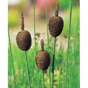 Zwerg-Rohrkolben mit braunen Kolben im Topf, geeignet für Sumpf- und Flachwasserzonen.