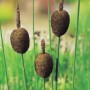 Zwerg-Rohrkolben mit braunen Kolben im Topf, geeignet für Sumpf- und Flachwasserzonen.