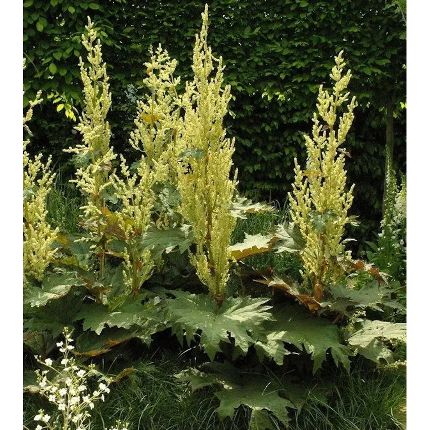 Königs Rhabarber - Rheum alexandrae günstig online kaufen