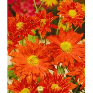 Nahaufnahme der bernsteinfarbenen Gartenchrysantheme im 9x9 cm Topf. Blühende Zimmerpflanze mit leuchtenden Blüten.