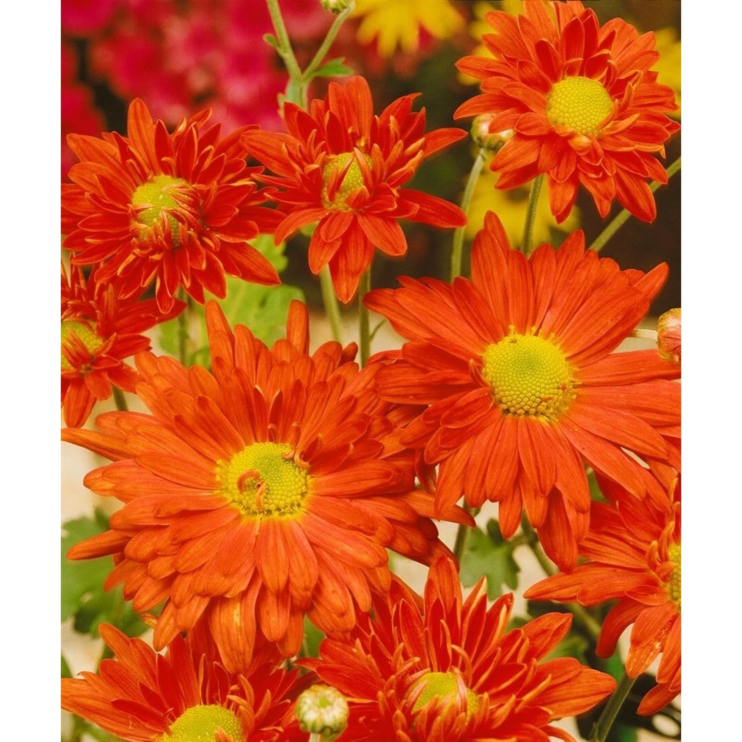 Chrysanthemum X Hort. Kl. Bernstein Gartenchrysantheme Ca. 9x9 cm Topf günstig online kaufen