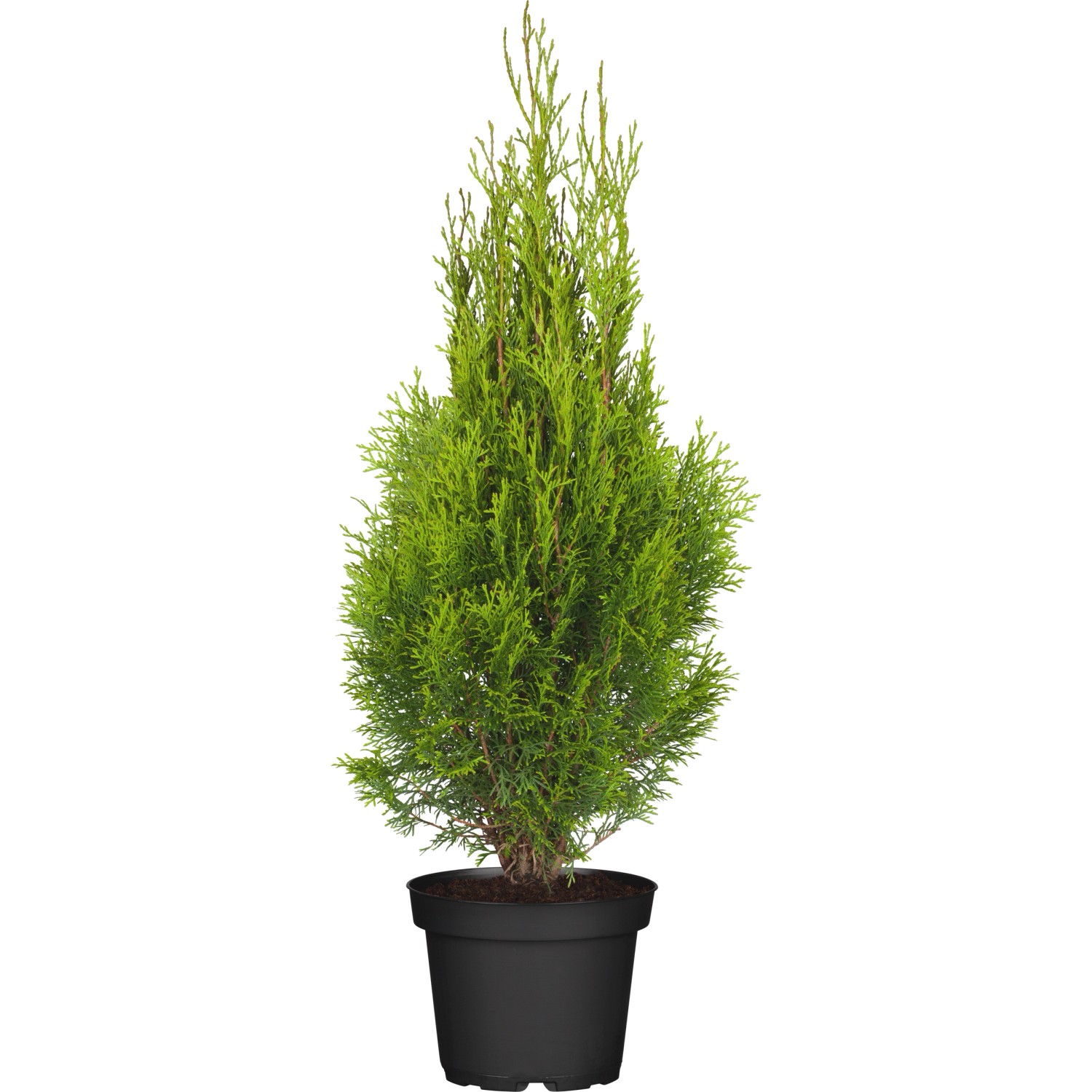GROW by OBI Lebensbaum Smaragd Höhe ca. 50 - 60 cm Topf ca. 3 l günstig online kaufen