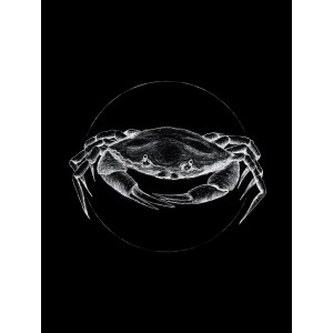 Komar Wandbild Crab Black, 30x40 cm, Krabbe auf schwarzem Grund.