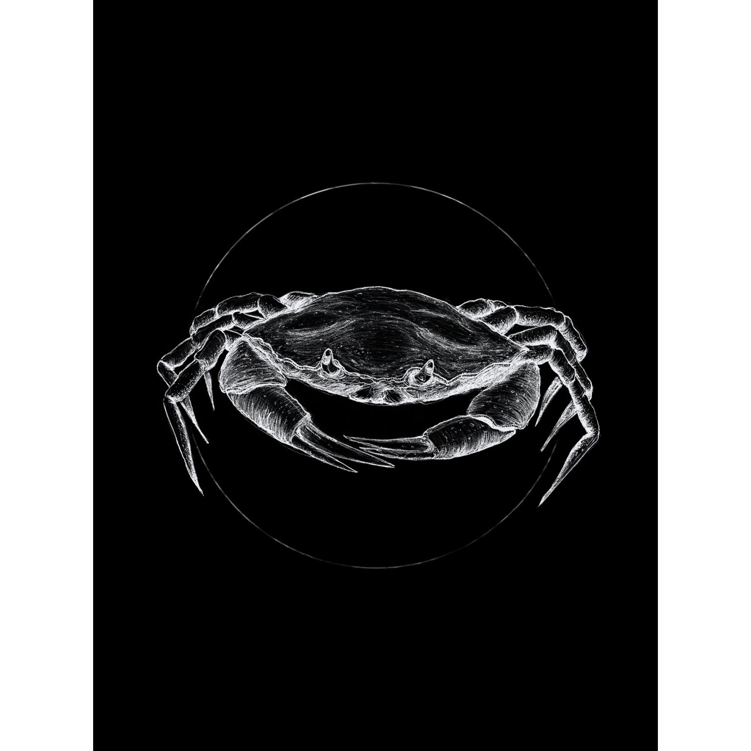 Komar Wandbild Crab Black 30 x 40 cm