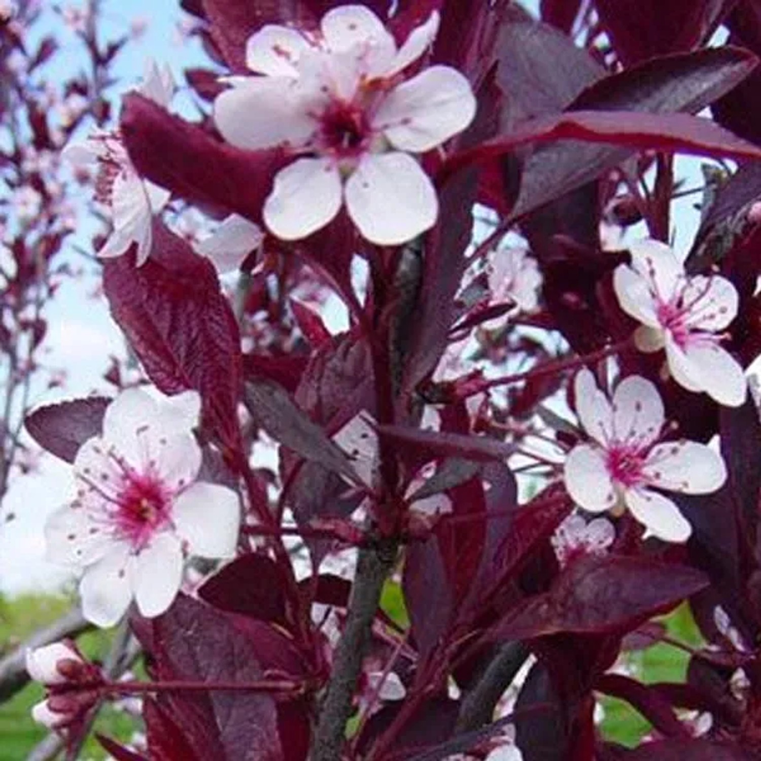 Zwerg-Blutpflaume Prunus cistena 60 bis 80 cm im Container Purpurfarbenes Laub