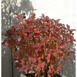Bauernhortensie Tovelit mit rot-braunen Blättern im Topf, ca. 30-40cm hoch.