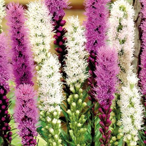 Liatris Spicata Mischung: Aufrechte, farbenfrohe Blütenähren (lila, weiß) der Blumenzwiebeln, ca. 75 cm hoch.