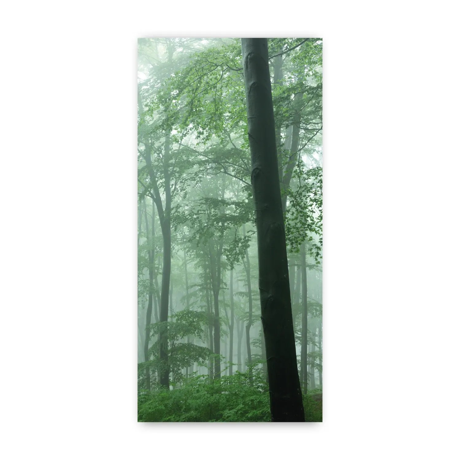 Walllux Duschrückwand Nebel im Wald Alu-Verbund 3 mm 100 x 210 cm