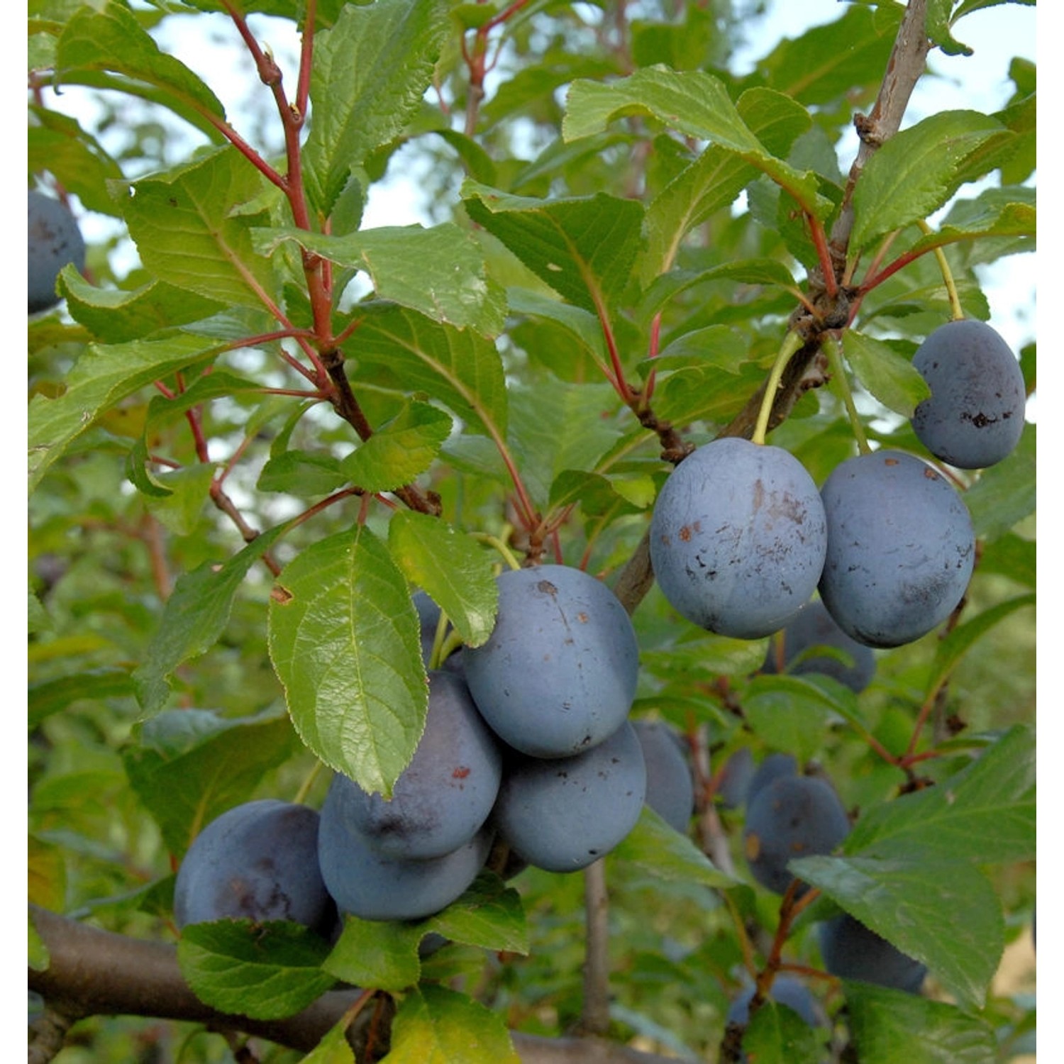 Pflaume Herman 60-80cm - Prunus domestica