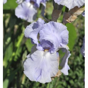 Schwertlilie Blue Sapphire - Iris barbata