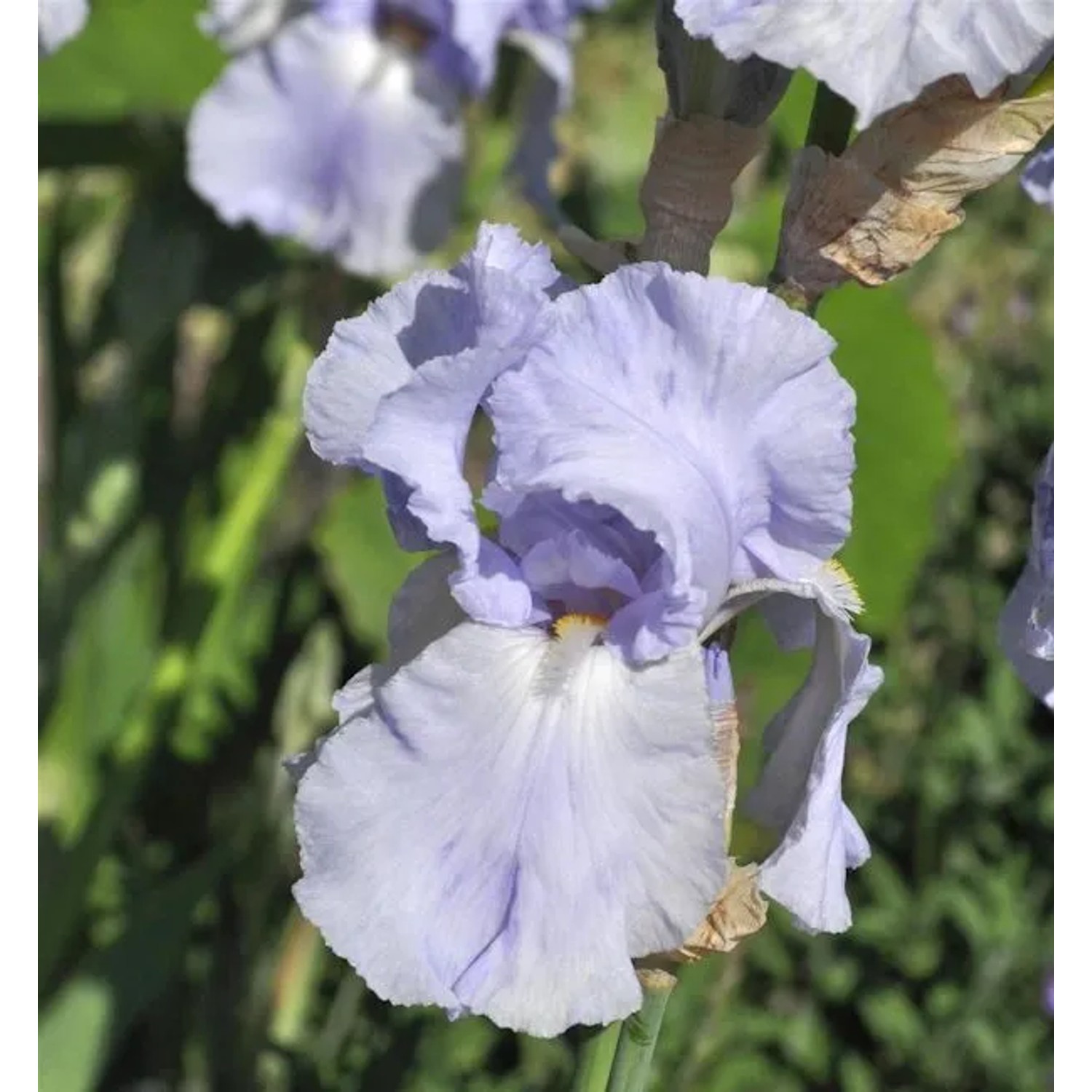 Schwertlilie Blue Sapphire - Iris barbata