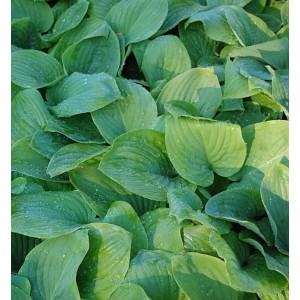 Grüne Funkie 'Fried Green Tomatoes' (Hosta cultorum) mit großen Blättern.